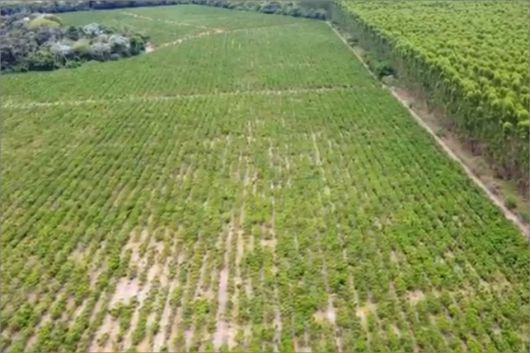 Foto: Fazenda Bom Jesus do Motorzinho